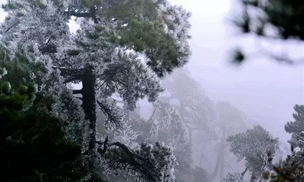 一线调研精准“把脉问诊” 聚力攻坚确保提速提效